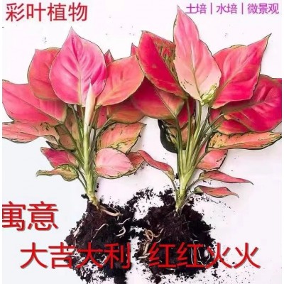 吉利红室内盆栽如意皇后水土双培净化空气吸甲醛懒人植物花卉易活图4