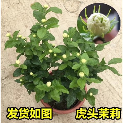 大花茉莉花虎头茉莉重瓣浓香花卉盆栽阳台庭院绿植白茉莉四季好养图2