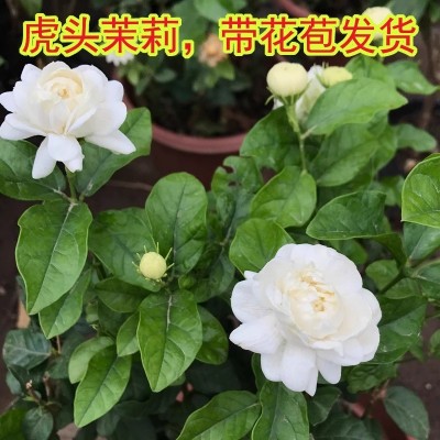 大花茉莉花虎头茉莉重瓣浓香花卉盆栽阳台庭院绿植白茉莉四季好养图3