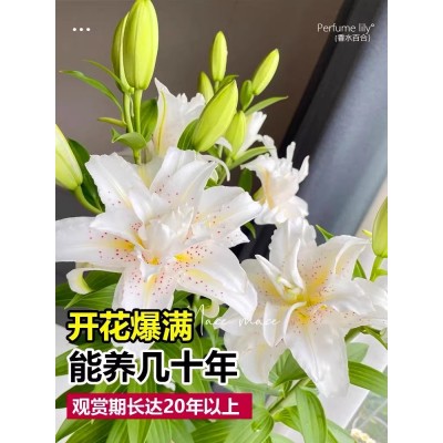 进口香水百合花种球带芽苞四季开花室内花卉植物鲜花盆栽苗花种子图2