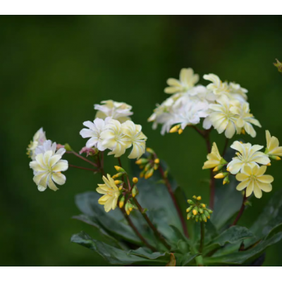 露薇花盆栽露微花琉维草阳台庭院花卉植物四季开花好养多年生带花图2