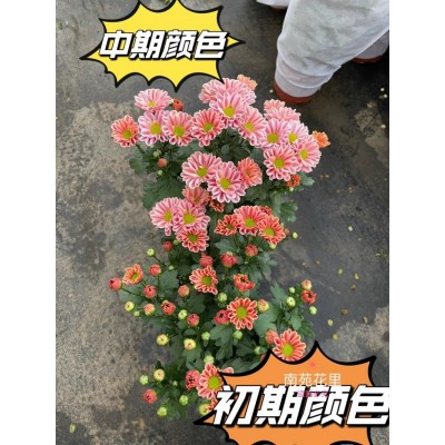 B级玲珑新品雏菊稀有盆栽四季开花阳台庭院四季开花原盆土带花发图4