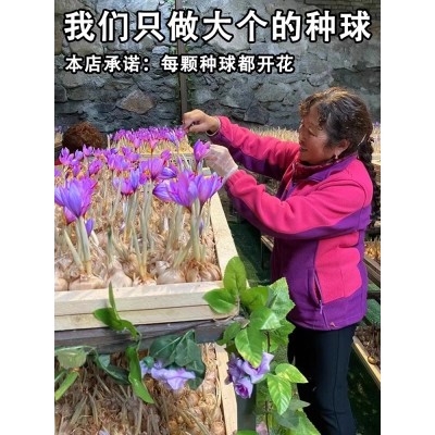 正宗藏红花种球种子苗花番红花花籽花卉药用盆栽球根花卉秋冬耐寒图2