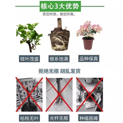 多色三角梅盆栽苗爬藤庭院三角梅花四季开花老桩苗小苗批发新品种图4