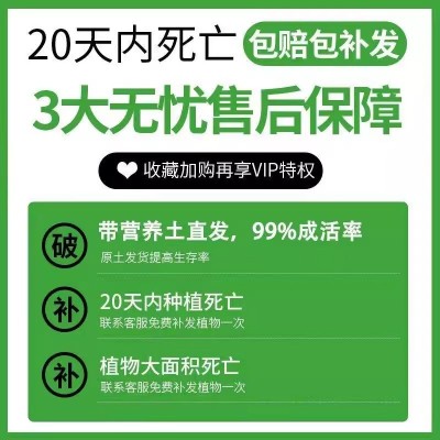 多色三角梅盆栽苗爬藤庭院三角梅花四季开花老桩苗小苗批发新品种图3