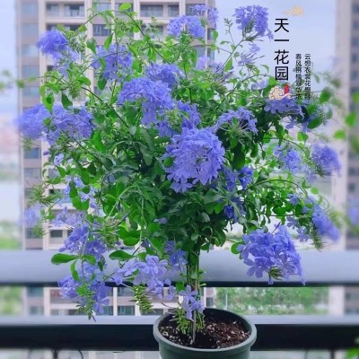 蓝雪花棒棒糖老桩带花苞庭院阳台四季开花好养喜水喜光半攀援植物图2