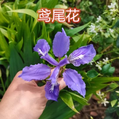 鸢尾花蓝蝴蝶多年生花苗盆栽地栽庭院阳台花卉耐寒风雨兰香水百合图4