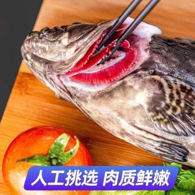 活杀龙胆石斑鱼三条装约250g/条*3图2