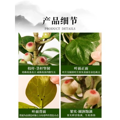 小盼菩提树盆栽带果植物室内花办公室绿植盆景客厅禅意摆件好养活图5