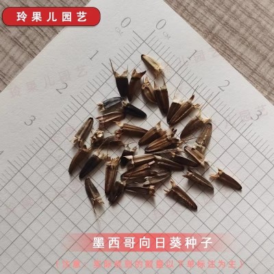 墨西哥向日葵花籽圆叶肿柄菊种子夏季耐热花种花坛室内外阳台盆栽图4