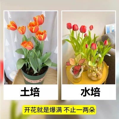 【5颗装】稀有重瓣荷兰郁金香种球鹦鹉新品当年开花卉盆栽图5