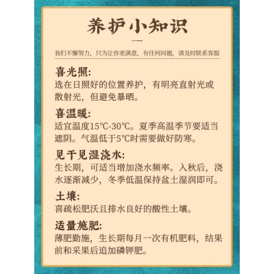 带果阳台室内盆栽庭院花卉金佛手树苗千佛手瓜水果树苗佛手柑盆栽图5