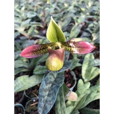 遇涧兰园 秀丽兜兰Paph venustum 花期长 独特花 1.7吋原杯发货图2