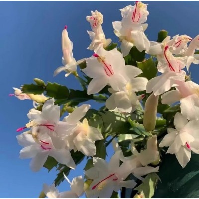 圣诞白白色蟹爪兰花卉植物室内花好养带花苞多色开花不断白玛丽图5