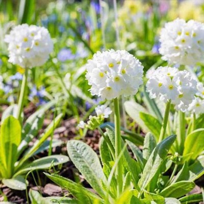 球花报春 苗多年生小型植物阴生耐寒时令草本花卉办公室桌面庭院图2