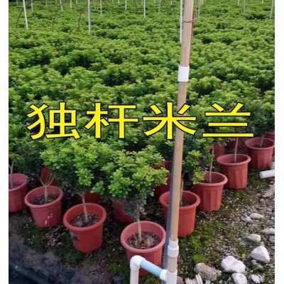 树形独杆米兰九里香盆栽花四季开花不断室内香花植物净化空气老桩图2