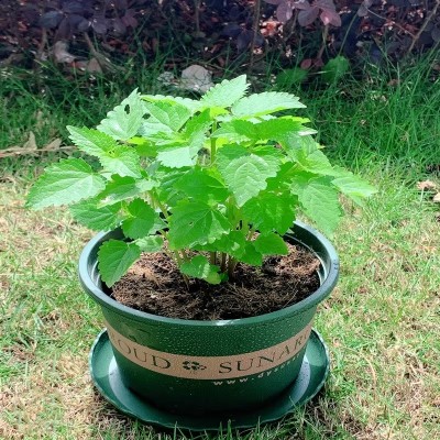 藿香苗盆栽可食用新鲜香叶植物 庭院阳台庭院可种植 五香叶鱼香草图2