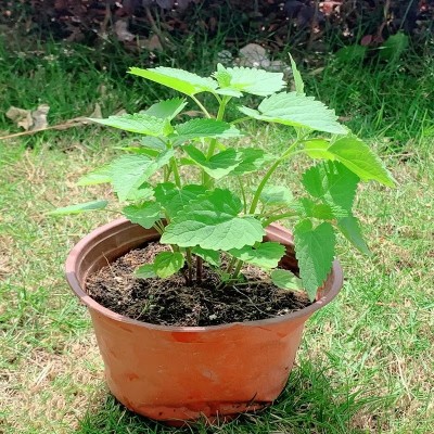 藿香苗盆栽可食用新鲜香叶植物 庭院阳台庭院可种植 五香叶鱼香草图3