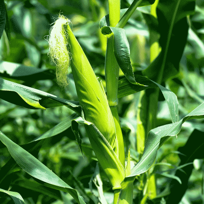 云南芸岭鲜生有机甜脆玉米2根图5