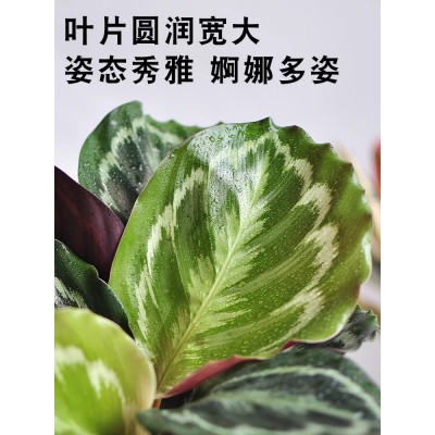 彩虹竹芋植物盆栽室内大型净化空气除甲醛水培绿植桌面观叶花卉图4