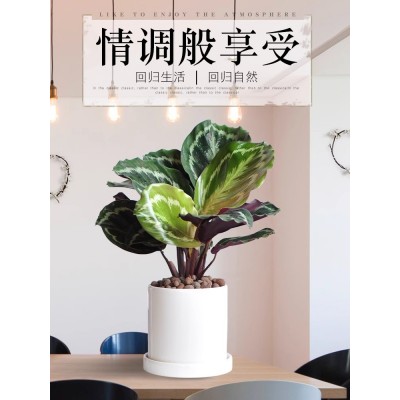 彩虹竹芋植物盆栽室内大型净化空气除甲醛水培绿植桌面观叶花卉图2