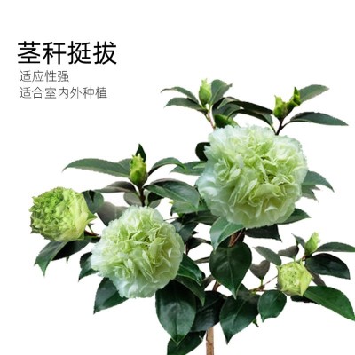 绿可娜茶花稀有品种名贵老桩花卉盆栽盆景绿色花植物室内易养喜庆图2