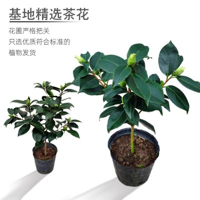 绿可娜茶花稀有品种名贵老桩花卉盆栽盆景绿色花植物室内易养喜庆图4