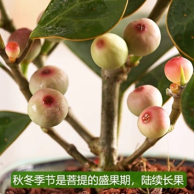 禅意小盼菩提盆栽带果植物室内花卉小叶盆景树中式办公室桌面绿植图2