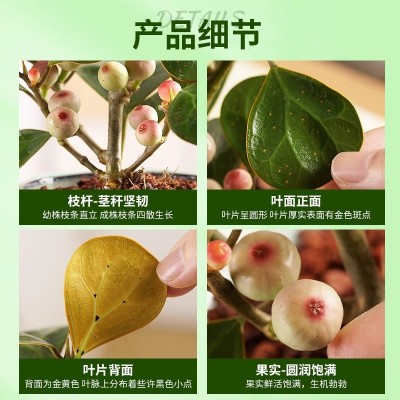 禅意小盼菩提盆栽带果植物室内花卉小叶盆景树中式办公室桌面绿植图4