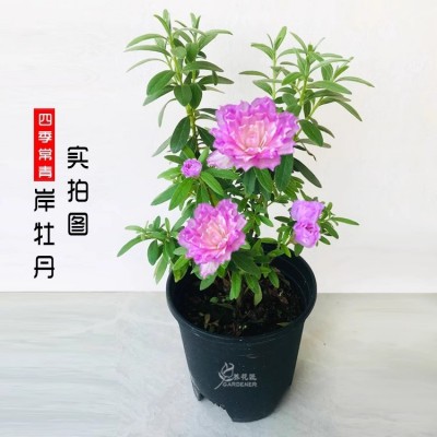 皋月杜鹃岸牡丹带香味四季花卉盆栽名贵品种树苗阳台庭院好养植物图3