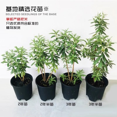 皋月杜鹃岸牡丹带香味四季花卉盆栽名贵品种树苗阳台庭院好养植物图4