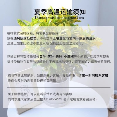 洒金榕盆栽黄金万两植物室内绿植花卉阳台好养变叶木四季净化空气图4