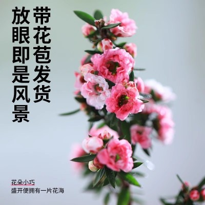 松红梅盆栽带花苞冬季花卉植物室内花阳台四季盆景大苗老桩花期长图2