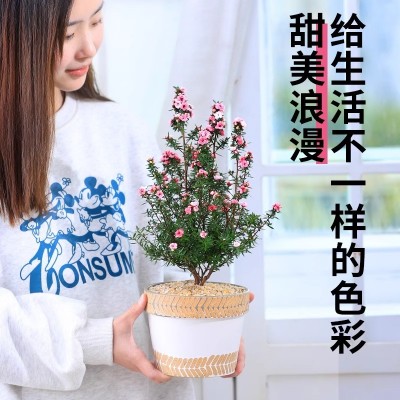 松红梅盆栽带花苞冬季花卉植物室内花阳台四季盆景大苗老桩花期长图3