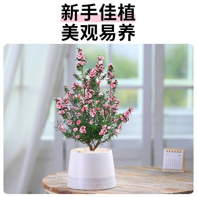 松红梅盆栽带花苞冬季花卉植物室内花阳台四季盆景大苗老桩花期长图5