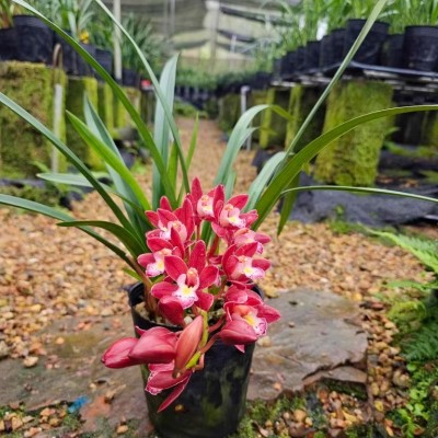 红双喜兰花大花蕙兰 花红花多传统花卉老爸的花圃值得信赖图4