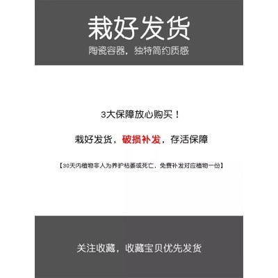 桌面富贵竹绿植招财植物办公桌小盆栽节节高室内花卉办公室转运竹图4