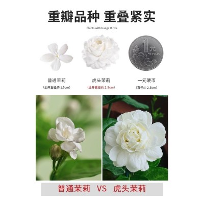 重瓣虎头茉莉花盆栽老桩浓香型带花苞四季开花好养花卉植物室内花图4