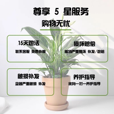 白掌盆栽一帆风顺植物办公室内北欧盆景花卉客厅好养绿植四季开花图4