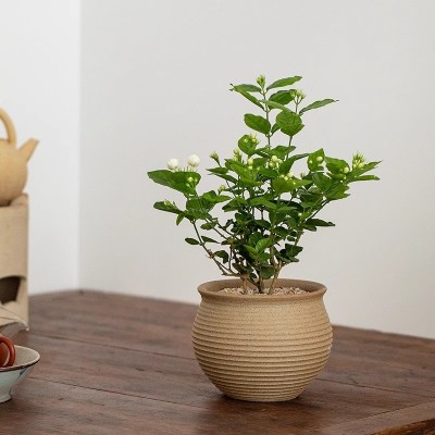 茉莉花盆栽重瓣开花浓香驱蚊四季常青植物室内办公室阳台好养花卉图2