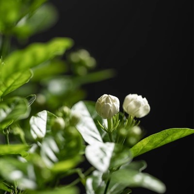 茉莉花盆栽重瓣开花浓香驱蚊四季常青植物室内办公室阳台好养花卉图4