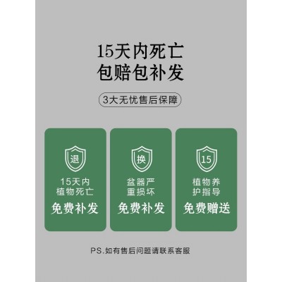 酒瓶兰花苗趣味植物盆栽室内花卉办公室桌面客厅小绿植好养易活图5