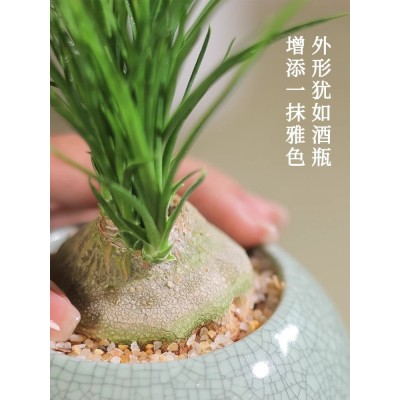 酒瓶兰花苗趣味植物盆栽室内花卉办公室桌面客厅小绿植好养易活图4