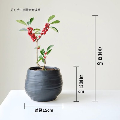 小森林 红果冬青盆栽室内绿植桌面摆件装饰观果好养送礼植物花卉图5