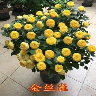 荷兰果汁阳台玫瑰花苗灌木月季露台盆栽花卉浓香四季开花室内绿植图3