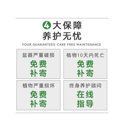 竹柏盆景迷你小盆栽驱蚊草植物室内花卉办公室桌面四季好养活绿植图5