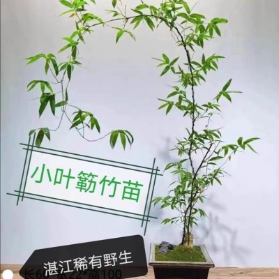 小叶簕竹老桩绿植盆栽室内盆景花卉大全图3