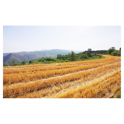 福花饺子专用麦芯小麦粉和面爽手·面团细腻·口感劲道·麦香浓郁1kg/袋图4