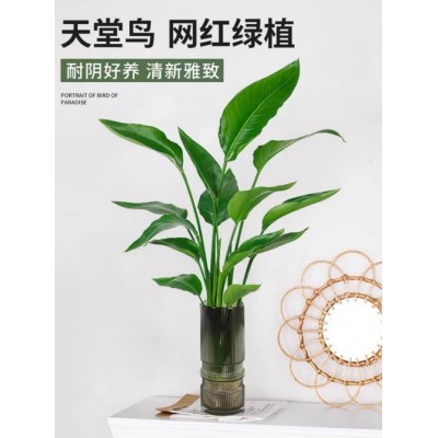 天堂鸟水培植物鹤望兰盆栽大型绿植室内花卉水养四季常青净化空气图5