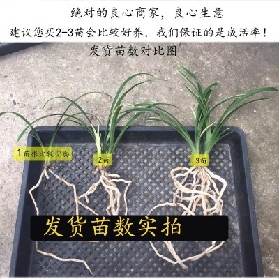 有香味的兰花苗四季兰建兰金边矮种 帝王妃玉芙蓉可水培兰花盆栽图4